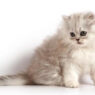 persian popular cat 234b6d21 421f 4b48 b30e b834ee705219