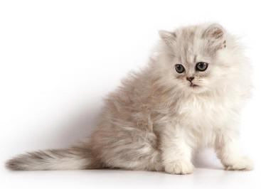 persian popular cat 234b6d21 421f 4b48 b30e b834ee705219