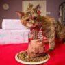 poppy cat eating cake1 5c8b34cc 0247 4bc3 b789 28d3ebe8646b