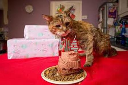 poppy cat eating cake1 5c8b34cc 0247 4bc3 b789 28d3ebe8646b
