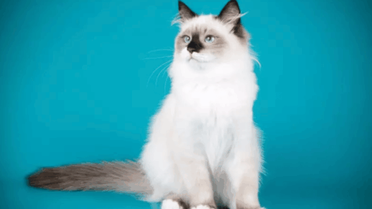 ragdoll cat