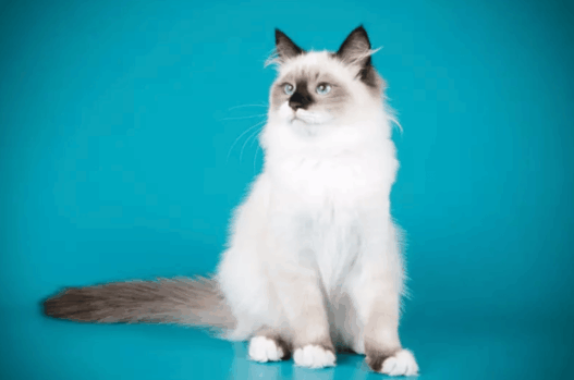 ragdoll cat