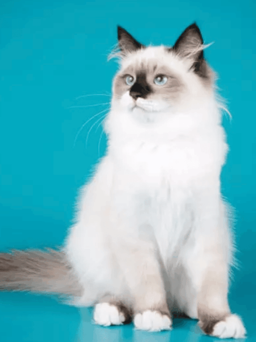 ragdoll cat