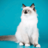 ragdoll cat
