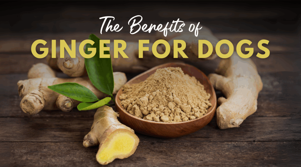 research shows ginger helps arthritis inflammation psoriasis and immunity and may be protective agai