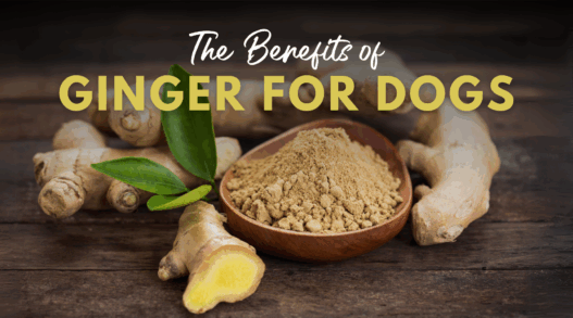research shows ginger helps arthritis inflammation psoriasis and immunity and may be protective agai