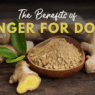 research shows ginger helps arthritis inflammation psoriasis and immunity and may be protective agai