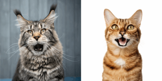 the most talkative cat breeds