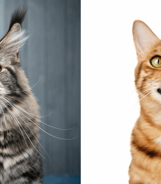 the most talkative cat breeds