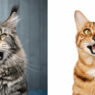 the most talkative cat breeds