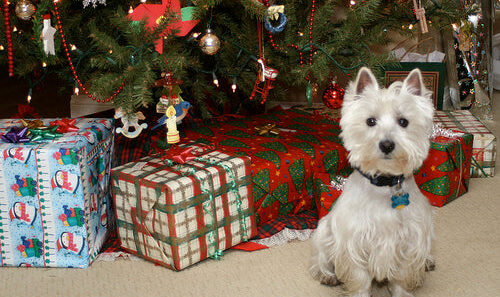 the dangerous christmas tree k9zog