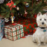 the dangerous christmas tree k9zog