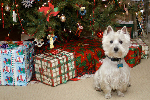 the dangerous christmas tree k9zog