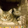 two cats in a carrier