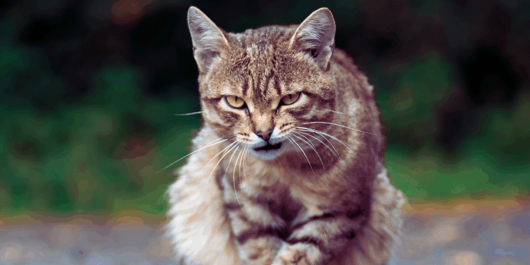 why do cats growl 1
