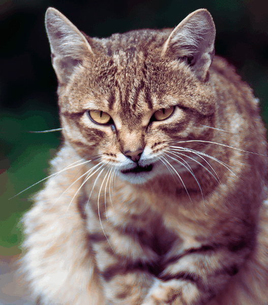 why do cats growl 1