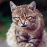 why do cats growl 1