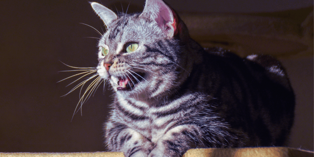 why do cats make the eek eek eek sound