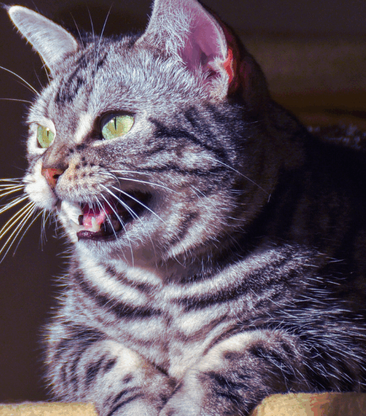 why do cats make the eek eek eek sound