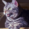 why do cats make the eek eek eek sound