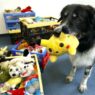 040610 scidog hmed12p grid 6x2
