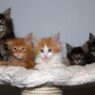 1100180 maine coons kittens
