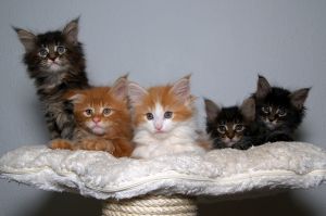 1100180 maine coons kittens