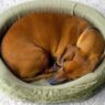 1100279 curled up sleeping dog