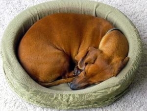 1100279 curled up sleeping dog
