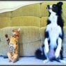 122211 dog vs cat tricks t