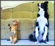 122211 dog vs cat tricks t