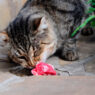13 things cats 08 sl
