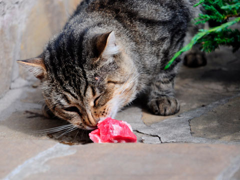 13 things cats 08 sl