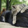 1361006 catndog