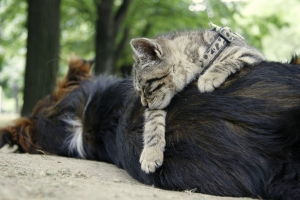 1361006 catndog