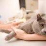 145484 425x282 sick cat 001