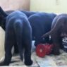 173864 puppy meal time