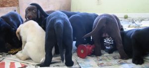 173864 puppy meal time