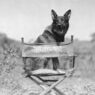 1925 rin tin tin 1582023i