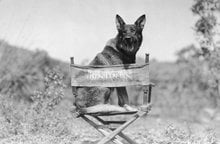 1925 rin tin tin 1582023i