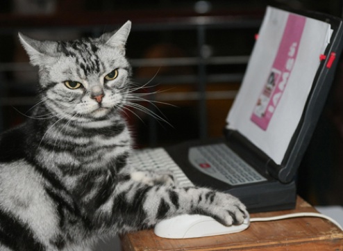 20582catnotamused 1v19wap