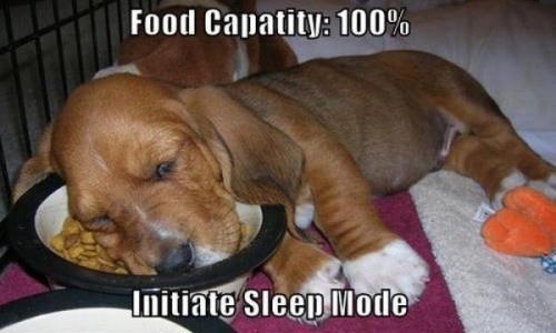 500x300xdogs falling asleep while eating 010