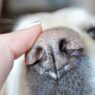 550px Check if Your Dog Is Healthy and Happy Step 2