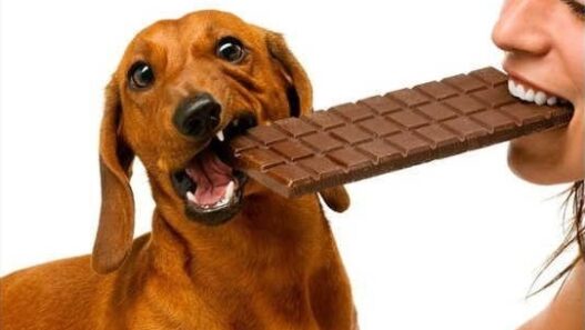 6 can dogs eat chocolate
