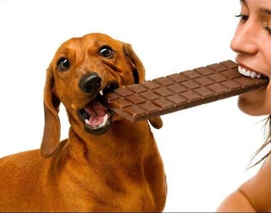 6 can dogs eat chocolate