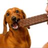 6 can dogs eat chocolate