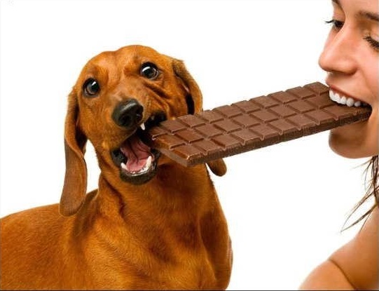 6 can dogs eat chocolate