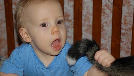 Baby CatTail