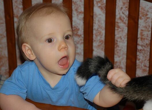 Baby CatTail