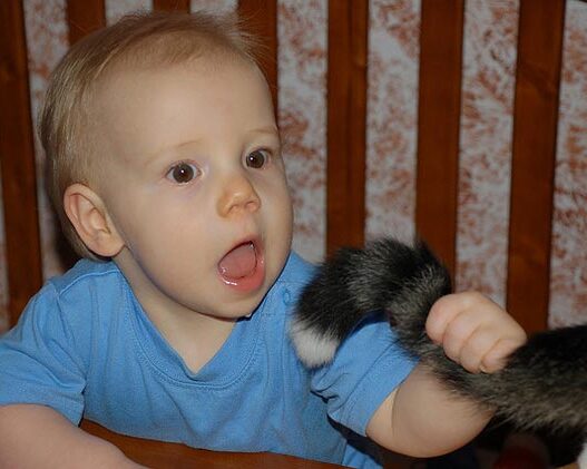 Baby CatTail